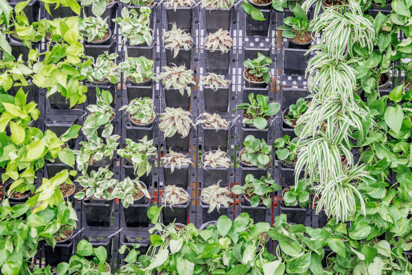 Plantas que Sobrevivem Bem em Hortas Verticais em Apartamento organizadas em vasos modulares com diferentes espécies verdes.