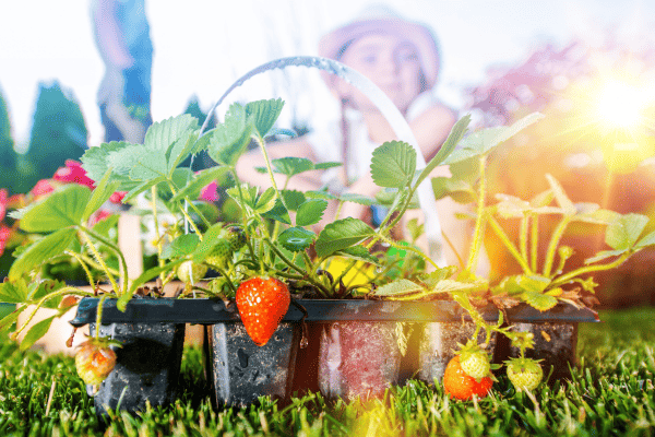 Como Cultivar Morangos em Hortas Verticais com mudas saudáveis crescendo sob a luz do sol.