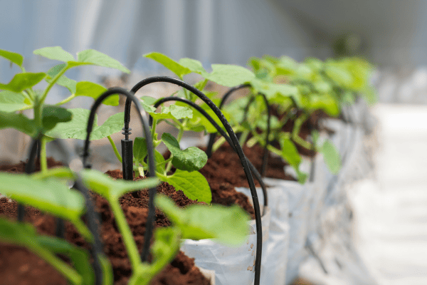 Sistema de irrigação automática em horta vertical com mangueiras gotejadoras — Melhores Kits de Irrigação Automática para Hortas Verticais em Apartamento.